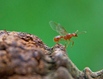 Las hormigas voladoras