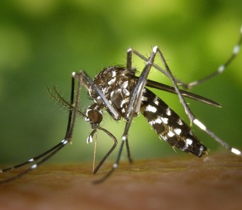 Parches, brazaletes y camisetas antimosquitos